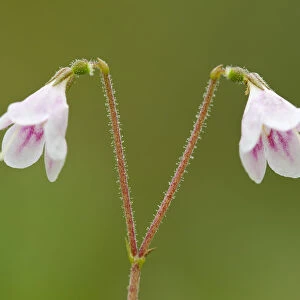 Twinflower (Linnaea borealis) in flower in pine woodland, Abernethy National Nature Reserve
