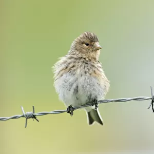 Twite (Carduelis / Acanthis flavirostris) resting on a barbed wire fence. Isle of Berneray
