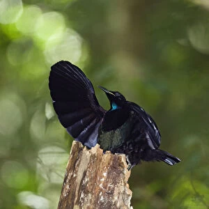 Victorias riflebird (Ptiloris victoriae) male displaying in rainforest, Atherton Tablelands