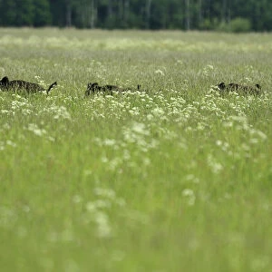 Wild boars (Sus scrofa) in long grass, Kemeri National Park, Latvia, June 2009