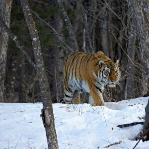 Wild Siberian / Amur tiger (Panthera tigris altaica) in woodland, near Perekatnaj river