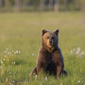 Young Brown bear (Ursus arctos) sitting in meadow looking at photographer, Finland. July