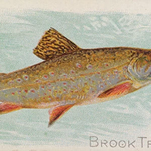 Brook Trout, from the Fish from American Waters series (N8) for Allen &