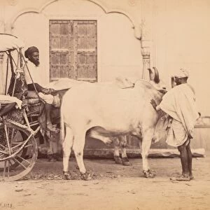 Bullock Cart, Delhi, 1863. Creator: Shepherd & Robertson (British, active Agra and Simla
