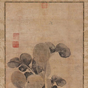 A Cabbage Plant, Late Yuan or early Ming dynasty, 14th-15th century. Creator: Unknown