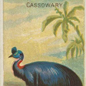 Cassowary, from the Birds of the Tropics series (N5) for Allen &
