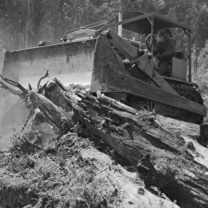 Catskinner and bulldozer, near Vader, Lewis County, Western Washington, 1939. Creator: Dorothea Lange