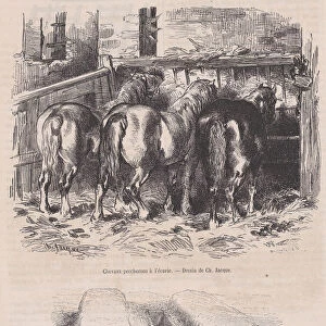 Chevaux percherons al ecurie;Fosse afumier;from Magasin Pittoresque