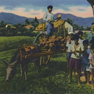 Coconut Vendor, Trinidad, B. W. I. c1940s. Creator: Unknown