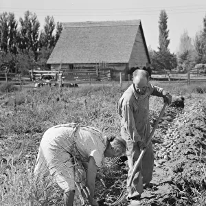 Couple digging their sweet potatoes in the fall, Irrigon, Morrow County, Oregon, 1939. Creator: Dorothea Lange