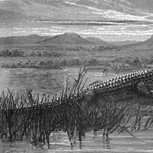 Crocodile; Life in a South African Colony, 1875. Creator: Unknown