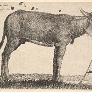 Donkey, 1649. Creator: Wenceslaus Hollar
