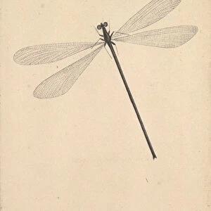 A Dragonfly, early 18th-mid 18th century. Creator: Nicols Struyk