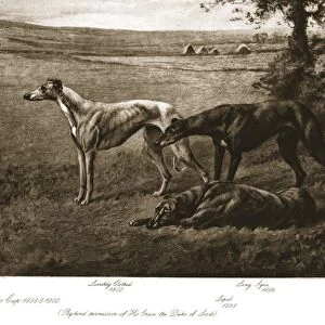 The Duke of Leeds hounds, 1911. Creator: Maud Earl