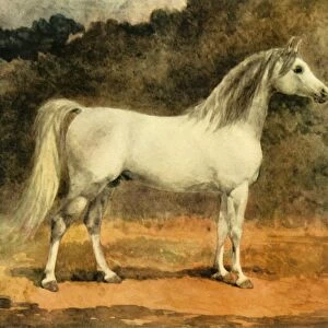 A Famous Arabian Stallion, c1870s, (1944). Creator: Anne Blunt