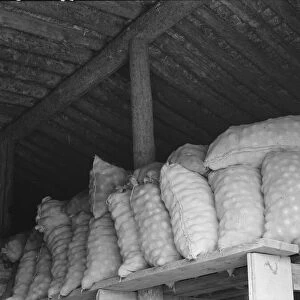 Fifty-pound bags of onions in storage shed, ready for market, Malheur County, Oregon, 1939 Creator: Dorothea Lange