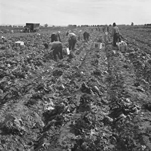 Filipino field gang in lettuce, Brawley, Imperial Valley, California, 1939. Creator: Dorothea Lange