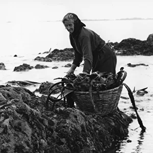 Gathering seaweed, Portugal, c1960s