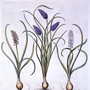 Grape Hyacinths, from Hortus Eystettensis, by Basil Besler (1561-1629), pub. 1613