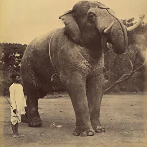 The Great Elephant, 1885-1900. Creator: Lala Deen Dayal