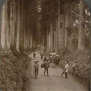 The groves were Gods first temples - avenue of Cryptomeria, Nikko, Japan, 1904