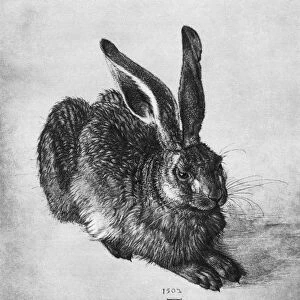 Hare, 1502, (1936). Artist: Albrecht Durer