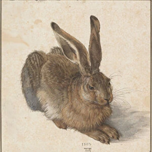 Hare, 1502. Artist: Durer, Albrecht (1471-1528)