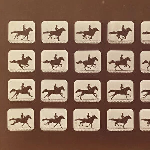 Horses. Running. Phyrne L. No. 40, 1879. Creator: Eadweard J Muybridge
