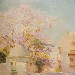 The Jacaranda, c1905, (1912). Artist: Walter Frederick Roofe Tyndale