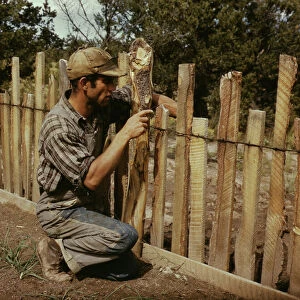 Jack Whinery, homesteader, repairing fence which he built with slabs, Pie Town, New Mexico, 1940. Creator: Russell Lee