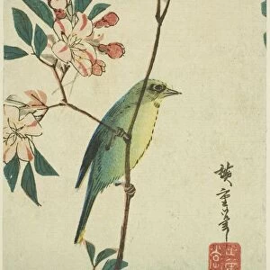 Japanese white-eye on flowering branch, 1830s-1840s. Creator: Ando Hiroshige