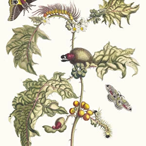 Maccai. From the Book Metamorphosis insectorum Surinamensium, 1705