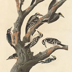 American Three Toed Woodpecker