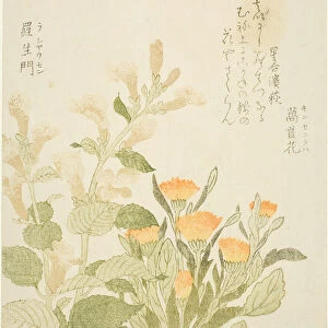 Marigold (Kinsenka) and Rashomon Flowers, from the series "Collection of Plants for the... 1810s. Creator: Kubo Shunman