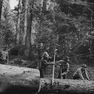 Members of Ola self-help sawmill co-op rolling white fir log... Gem County, Idaho, 1939. Creator: Dorothea Lange