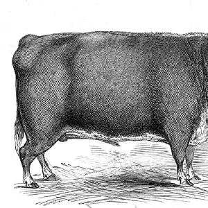 Mr. R.M. Laytons 4 yrs. 8 mo. old Hereford ox... 1845. Creator: Unknown