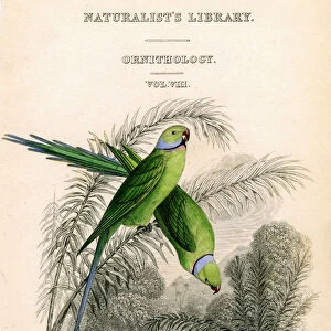 The Naturalists Library, Ornithology Vol VIII, Red ringed Parrakeet, c1833-1865. Artist: William Home Lizars
