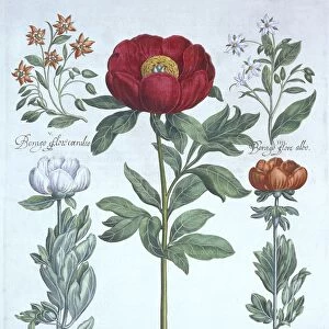 Paeonies and Borage, from Hortus Eystettensis, by Basil Besler (1561-1629), pub