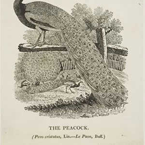 Peacock, n. d. Creator: Thomas Bewick