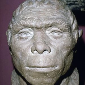 Peking Man, Reconstruction of Head from fossil evidence, c20th century