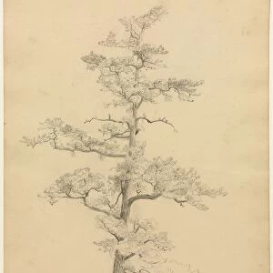 Pine Tree, Conway, New Hampshire (recto); Landscape and Tree Studies (verso), c. 1851