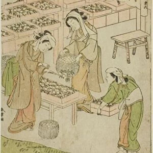 Plate 6 (Examining the Newly Spun Cocoons), from the series "Kaiko Yashinai-gusa", Japan, c. 1772. Creator: Shunsho. Plate 6 (Examining the Newly Spun Cocoons), from the series "Kaiko Yashinai-gusa", Japan, c. 1772. Creator: Shunsho