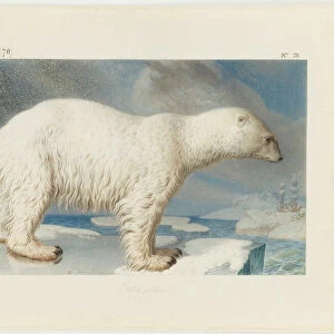 Polar bear, 1796. Creator: Marechal, Nicolas (1753-1802)