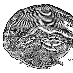 Rene Descartes diagram of the human brain and eye, 1692