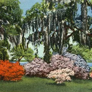 Scene in Belle Isle Gardens, near Georgetown, S. C. 1942. Creator: Unknown