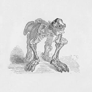 Skeleton of the Megatherium, c1885, (1890). Artist: Robert Taylor Pritchett