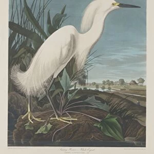 Snowy Heron, or White Egret, 1835. Creator: Robert Havell