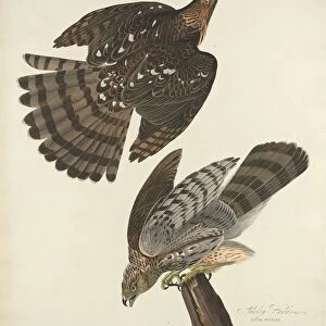 Stanley Hawk, 1828. Creator: Robert Havell