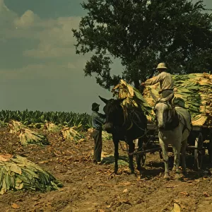 Taking burley tobacco in from the fields after it had been cut... Russell Spears farm, Ky. 1940. Creator: Marion Post Wolcott