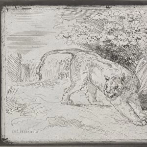 A Trapped Tiger, 1854. Creator: Eugene Delacroix (French, 1798-1863)